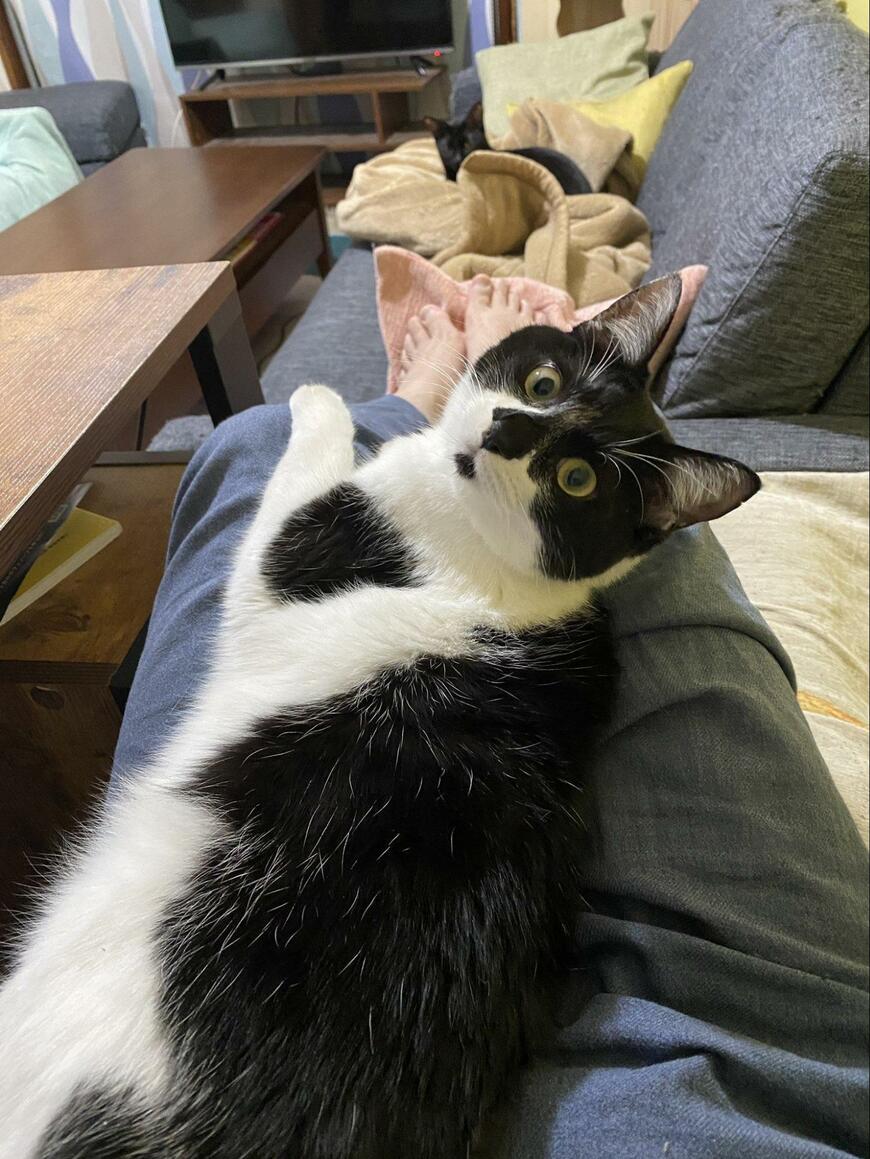 出所：@00shitemita