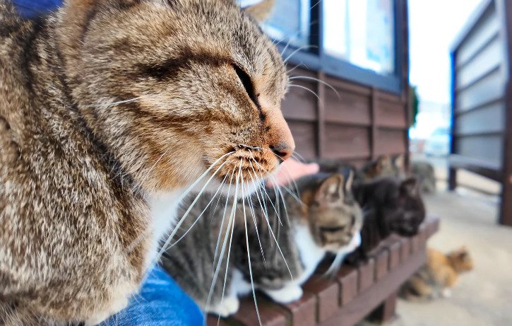 「また会いたいニャ」猫島フェリー乗り場に猫ちゃん大集合！お見送りシーンが感動的でした