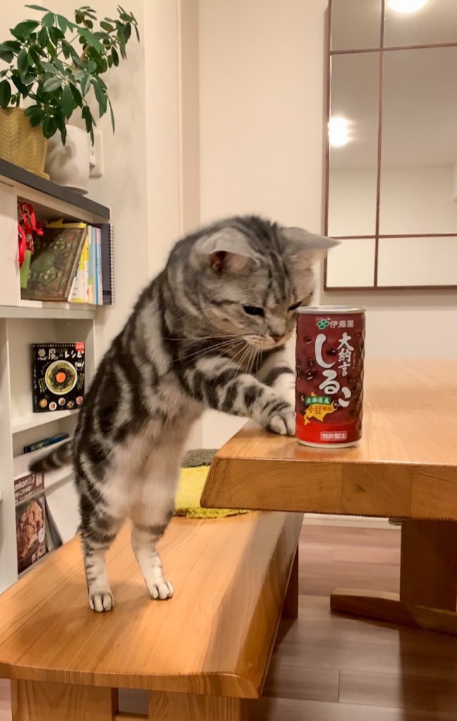 お汁粉をすすめる猫