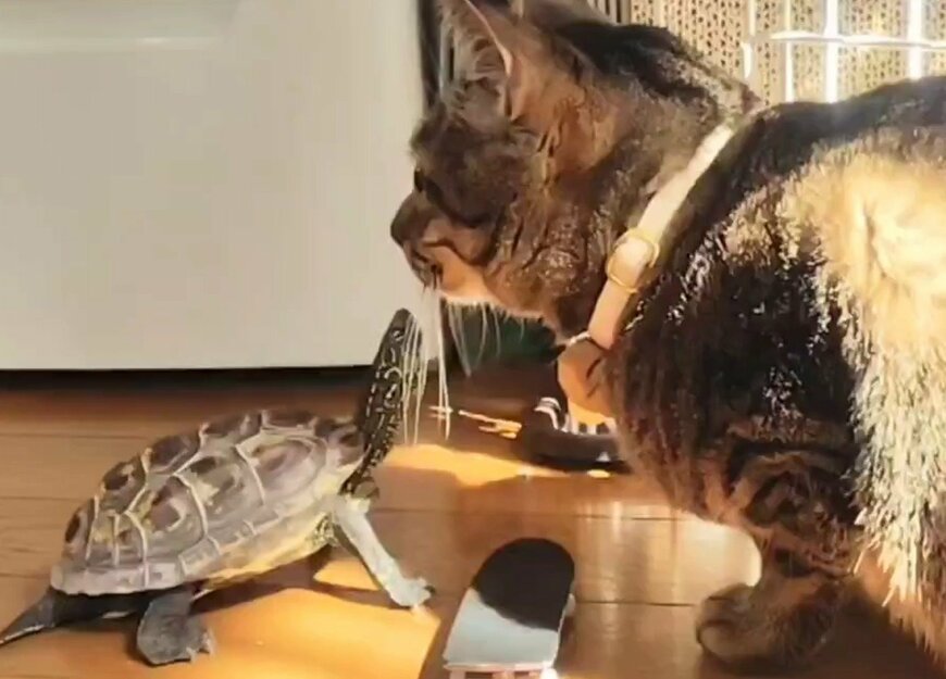 小雪ちゃんの唇に向かって首を伸ばす軍曹くん