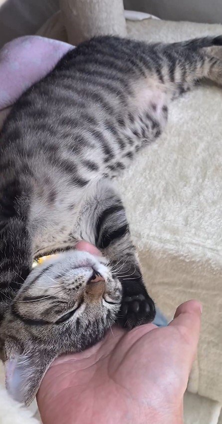 手が離せない猫