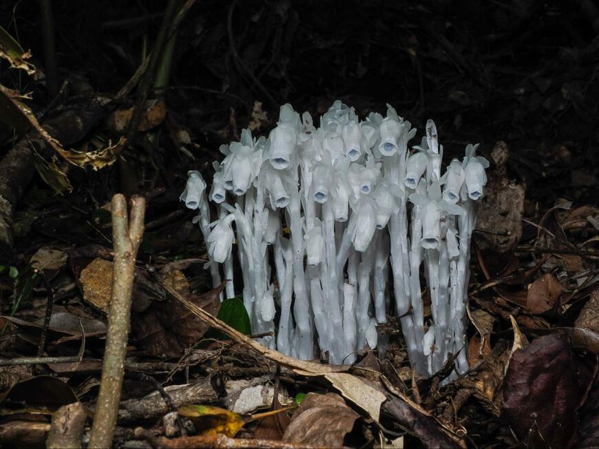 山林に咲く花に驚き