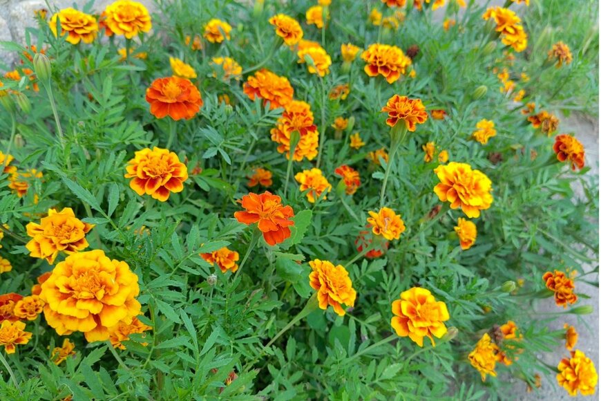 オレンジや黄色のマリーゴールドの花が満開