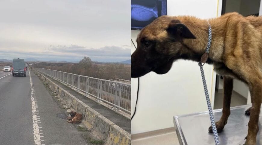 橋の路肩にうずくまる犬と、動物病院で診察を受けるフレディ