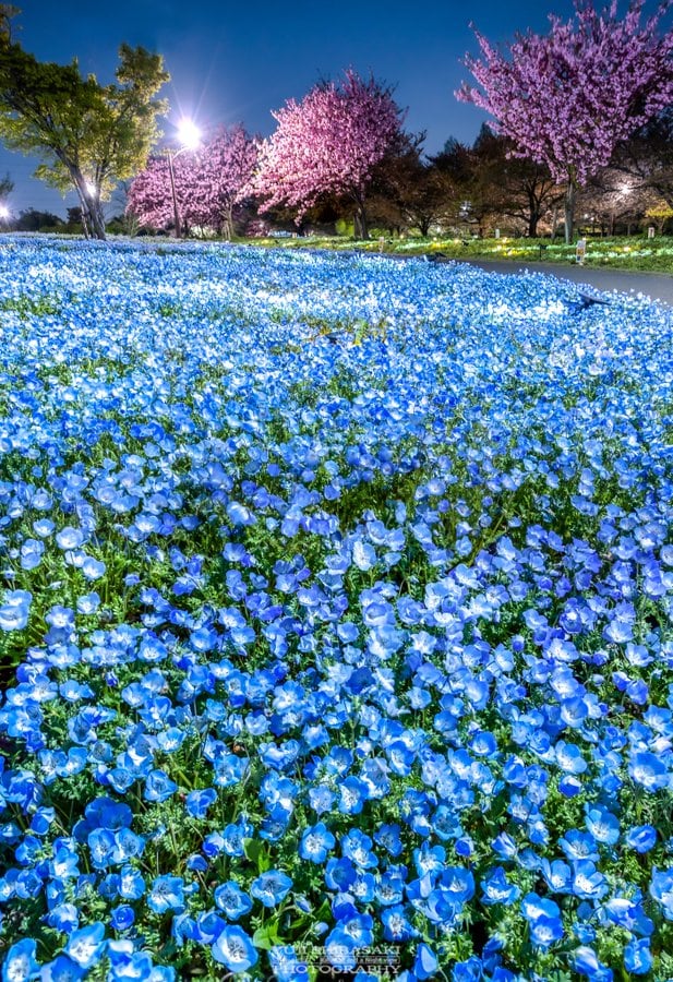 埼玉県で撮影されたネモフィラと八重桜のライトアップ