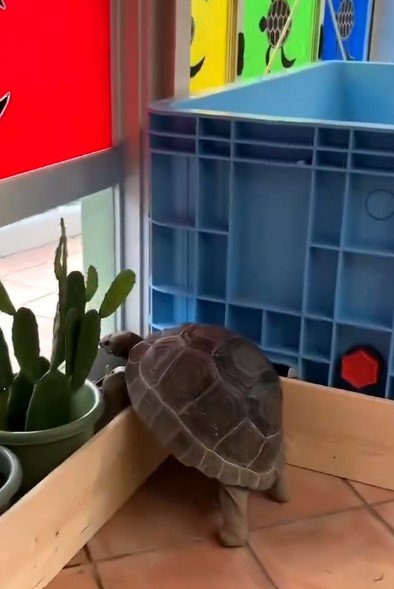 サボテンを盗み食いするゾウガメ