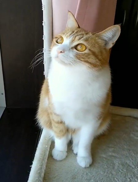 首をかしげる猫