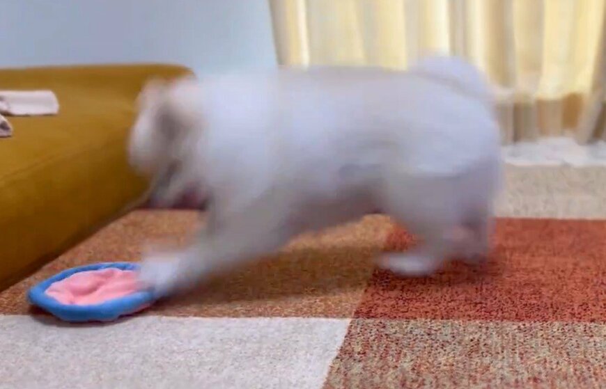 空中キャッチに挑戦する犬