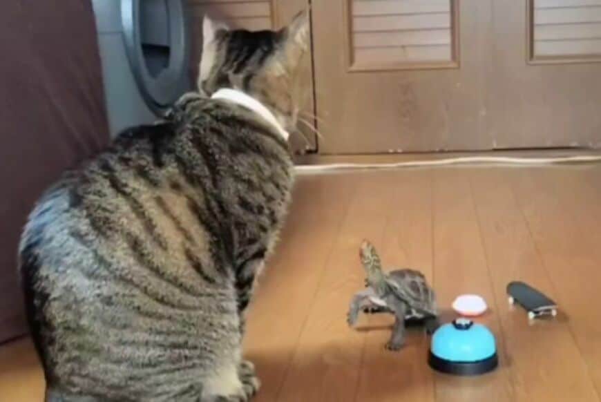 投稿動画の画像