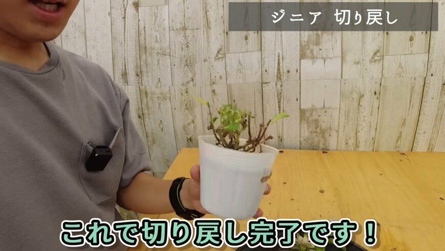 ジニアの切り戻し動画のワンシーン