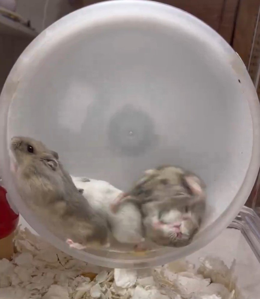 3匹のハムスター