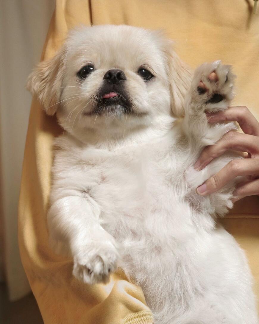 トリミング前の犬