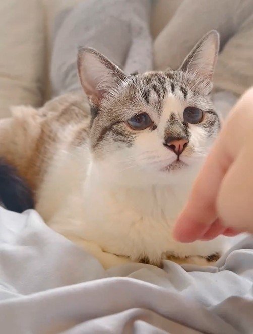 香箱すわりの猫