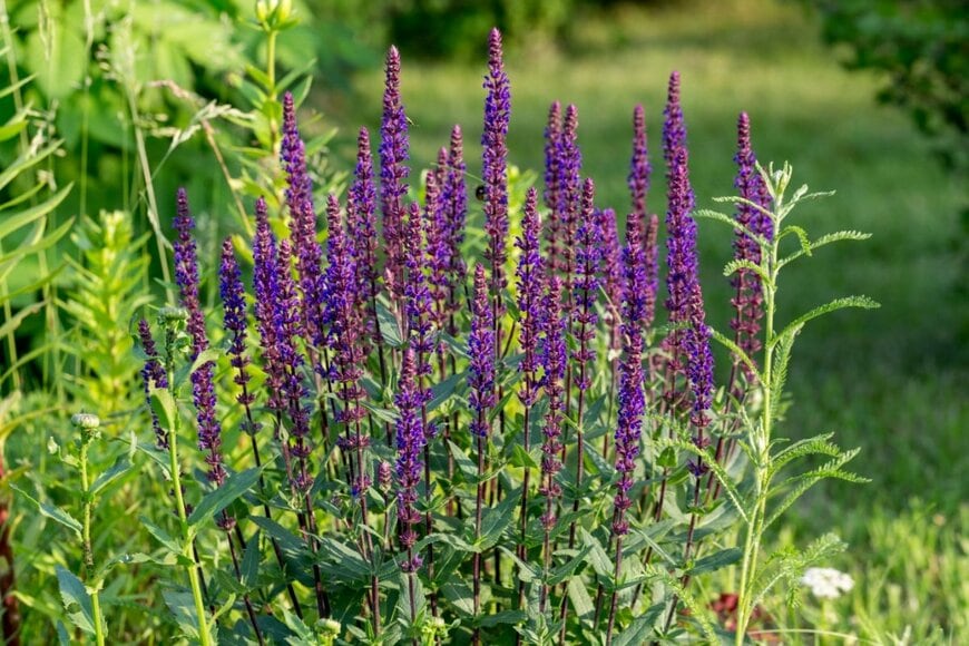 紫色の花を咲かせている、宿根サルビア