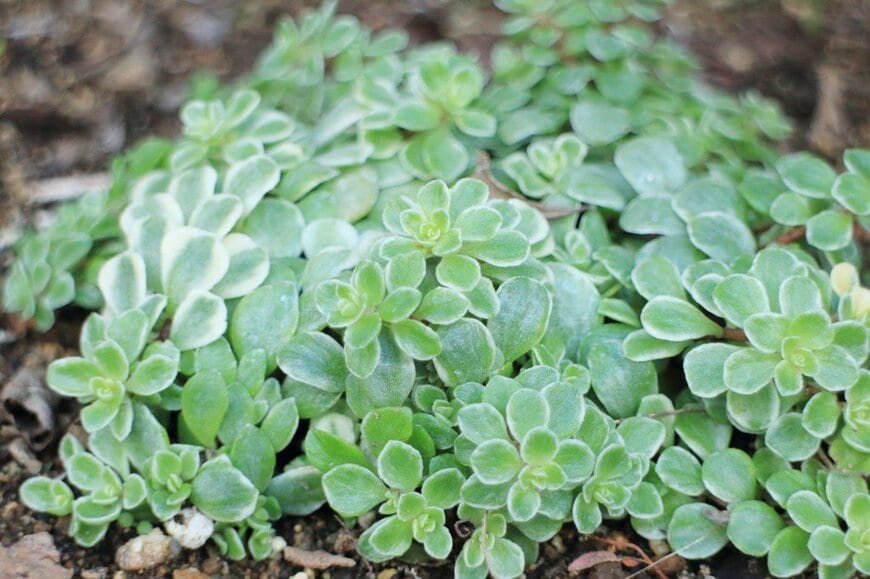 丸みをおびた明るい緑色の葉の縁に白い斑が入っている、セダム