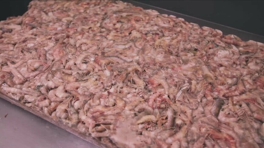 材料となるエビ