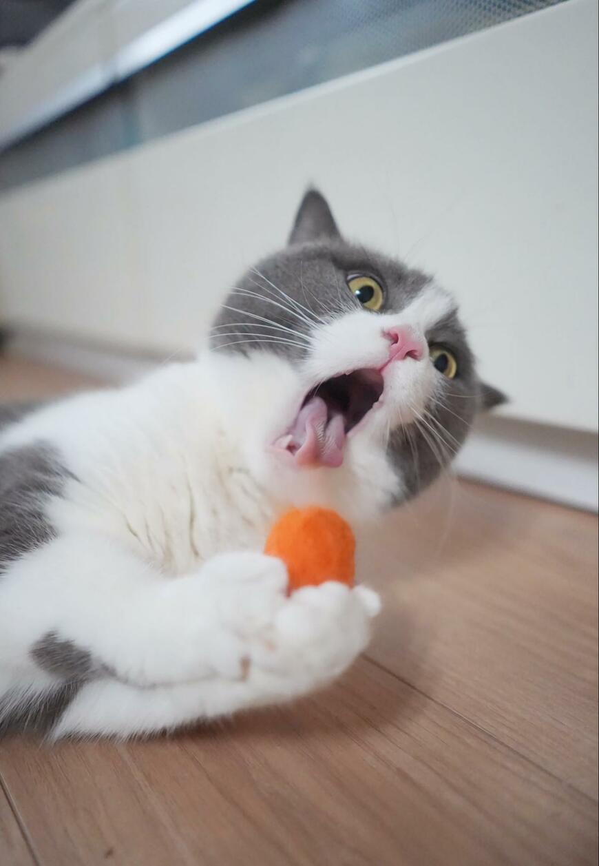 口を開けている猫