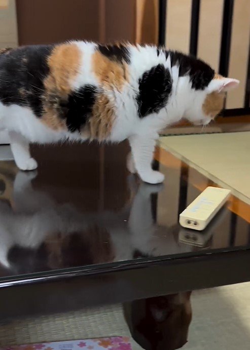 出発する猫