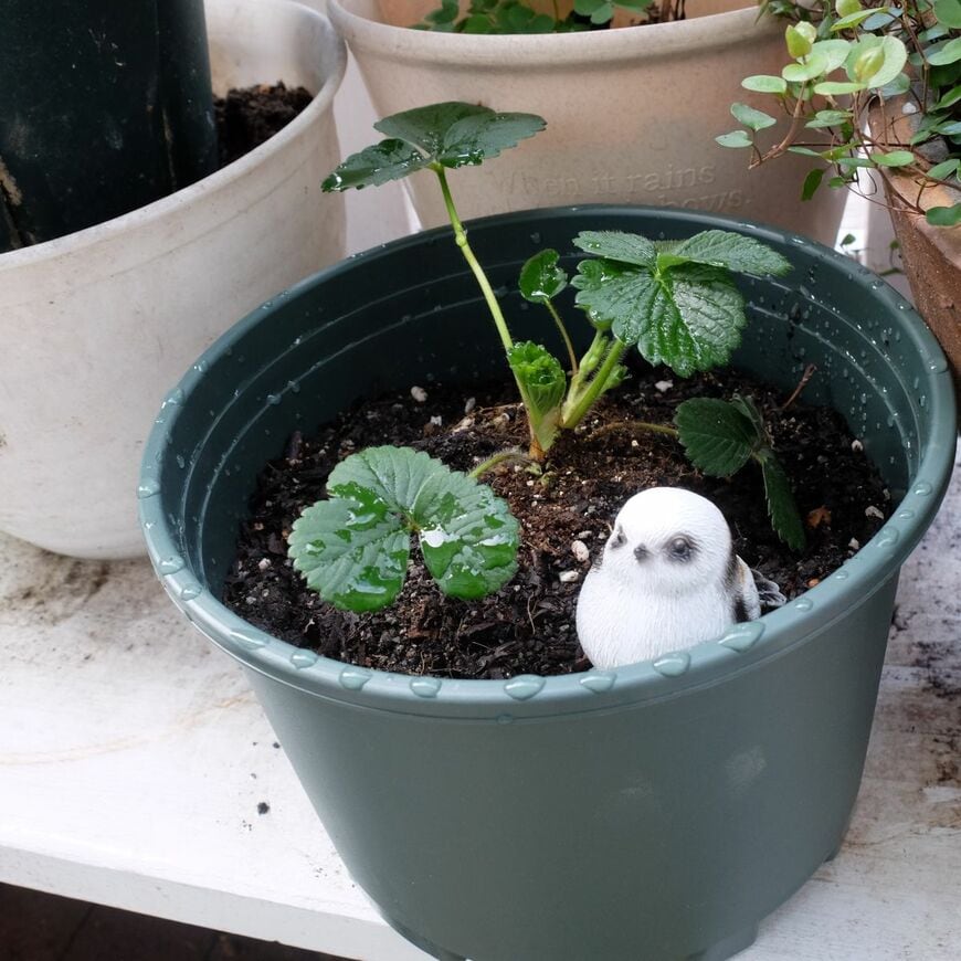 セリア、プラスチックプランター丸型大20cmレビュー写真