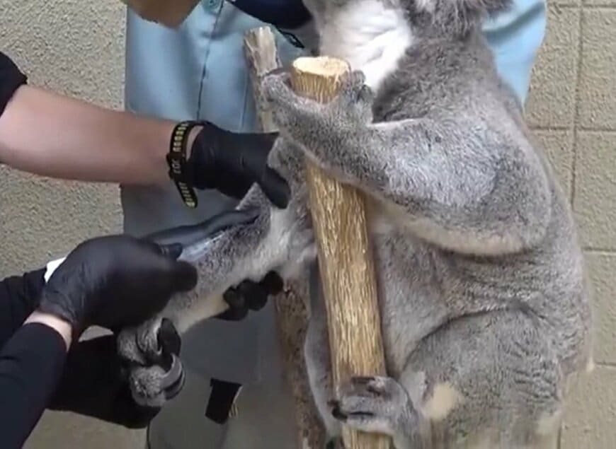 神戸市立王子動物園