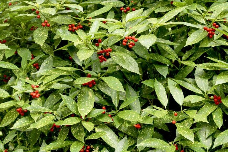 赤い実を付けているアオキ。黄緑色の葉にはクリーム色の斑が入っている