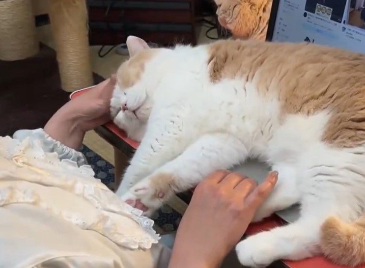 パソコンを邪魔する猫