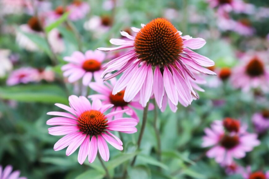 エキナセアの花