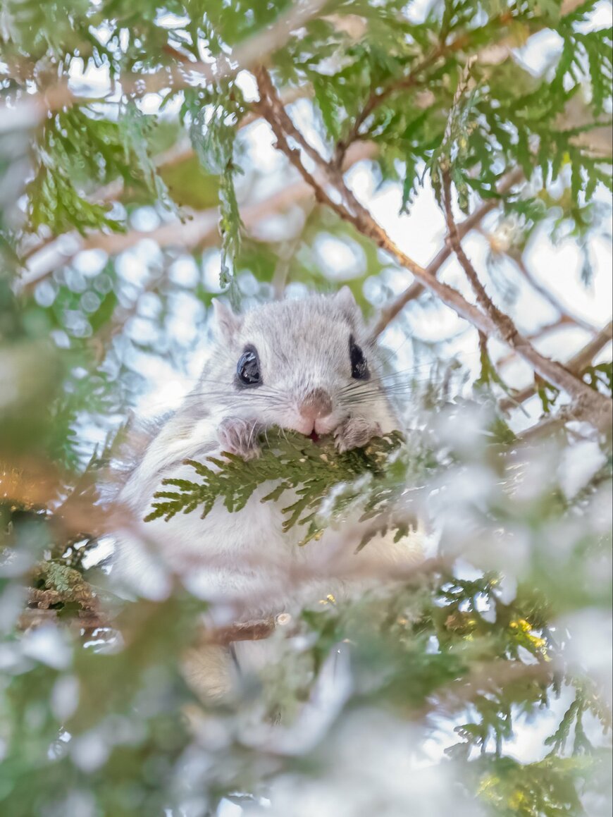 食事中のエゾモモンガ