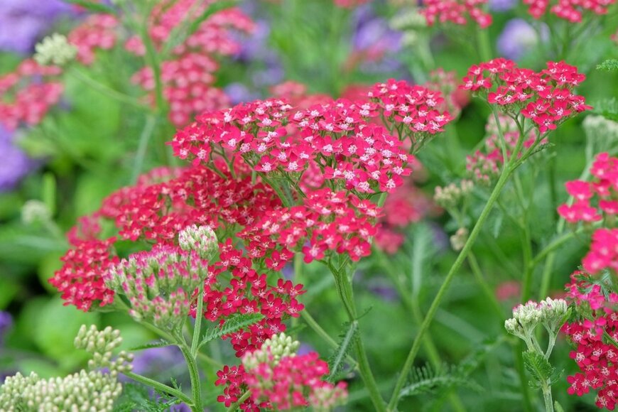 濃いピンク色のアキレアの花