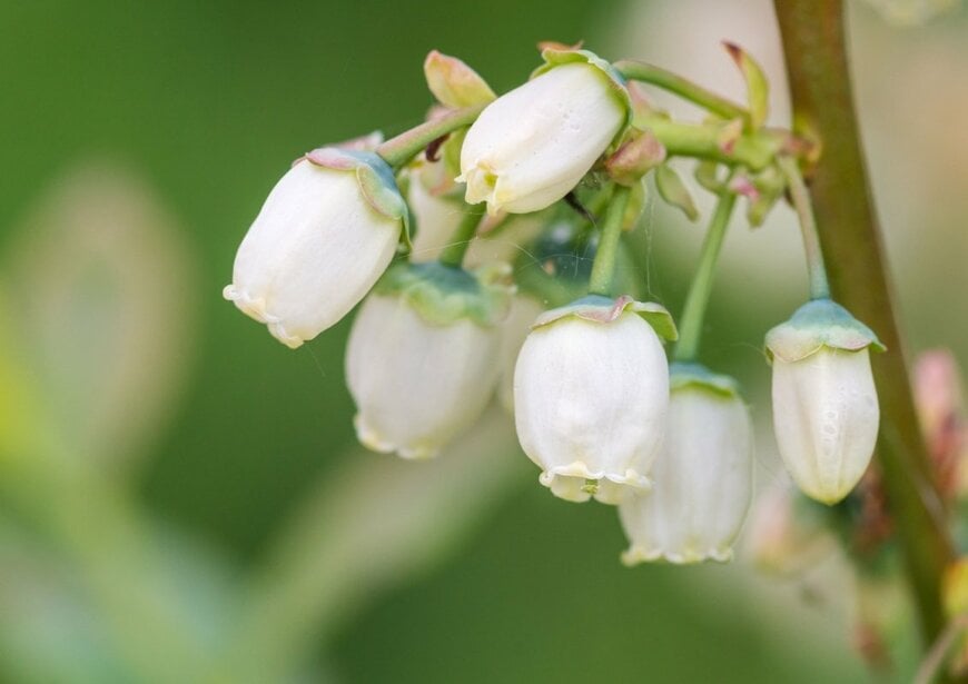 かわいいだけじゃない、実まで楽しめる「ブルーベリー」