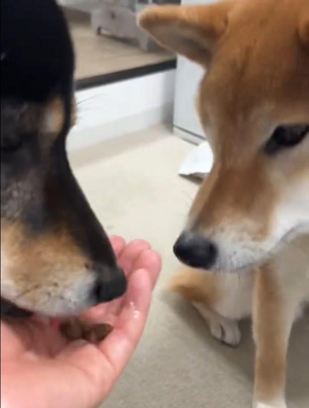 ドッグフードを食べる犬