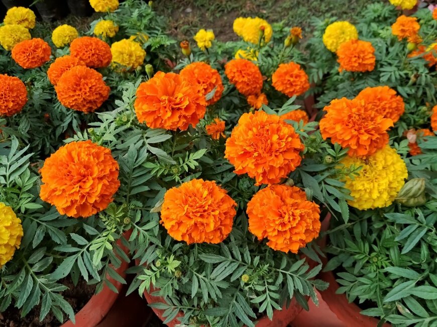 オレンジや黄色のポンポンのような花を咲かせているマリーゴールド