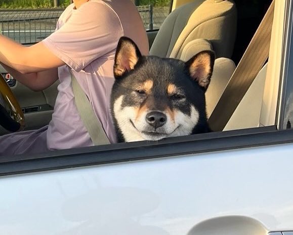恋する柴犬