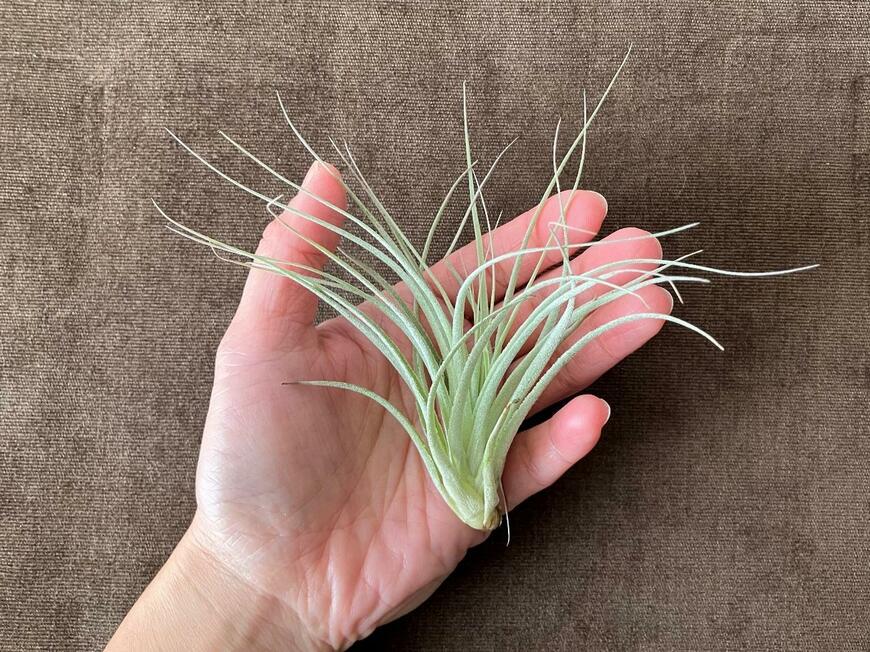 エアープランツ