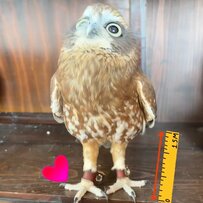 【フクロウの秘密】”ふわふわタイツみたい”な足を披露！「意外とたくましい」とギャップ萌え