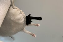 キャットタワーに入る猫達の「下と横から見た図」　角度によって変わる見え方が話題に