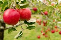 青森県弘前市の農家からいただいたりんご　宝石のような輝きに「これは見たことない」と32万いいね