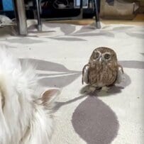 【フクロウのドン引き】「ちょ…」マタタビに我を忘れる猫を、冷静に見つめる”カオ”が話題沸騰
