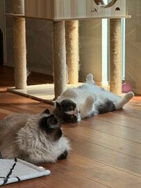 遊び疲れてクールダウンする猫たち　無防備な「へそてん」姿に癒される