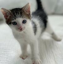 「天使すぎる子猫」の写真にX民悶絶！3年後の姿にも「今でも天使」と絶賛の声