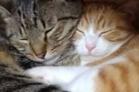 おばあちゃんの部屋に広がっていた「保護猫達の幸せすぎる光景」