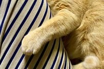 「離れたくニャイ！」片目を失った保護猫の意思表示が愛おしい