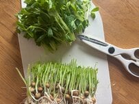 知ってた？ 豆苗は「切る場所」で2回目の伸びが変わります！