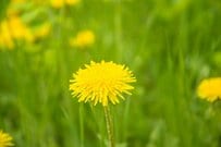 道端で見つけた「タンポポ」に違和感　突然変異のような太すぎる茎に「キノコみたい」