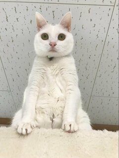 美形の猫ちゃんが取ったおもしろポーズに思わず二度見！「世界陸上出れる」の声