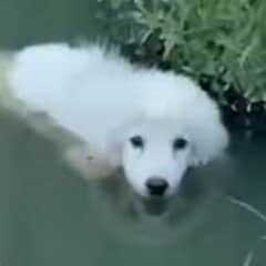 ゴミ捨て場の池で発見された犬…重傷を乗り越え幸せをつかむ姿に感動が広がる