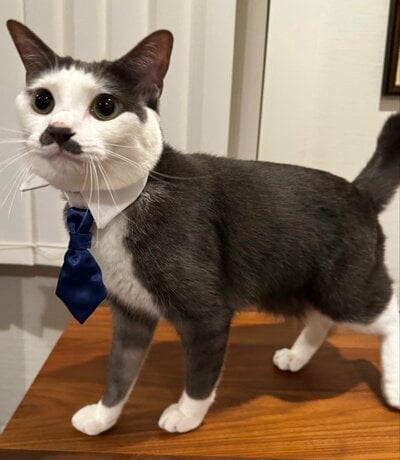 ネクタイ姿のプランスくん