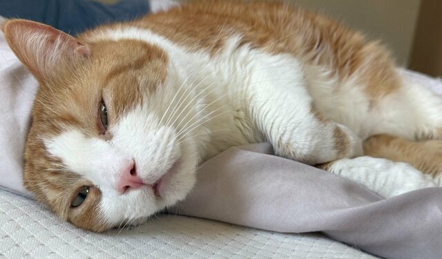 「今週のヤル気！」猫の独特すぎるポーズと真顔のギャップに笑ってしまう