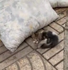 ゴミ捨て場で出会った子猫→病気を乗り越え元気いっぱいの姿に「ここまで回復するなんてすごい」の声