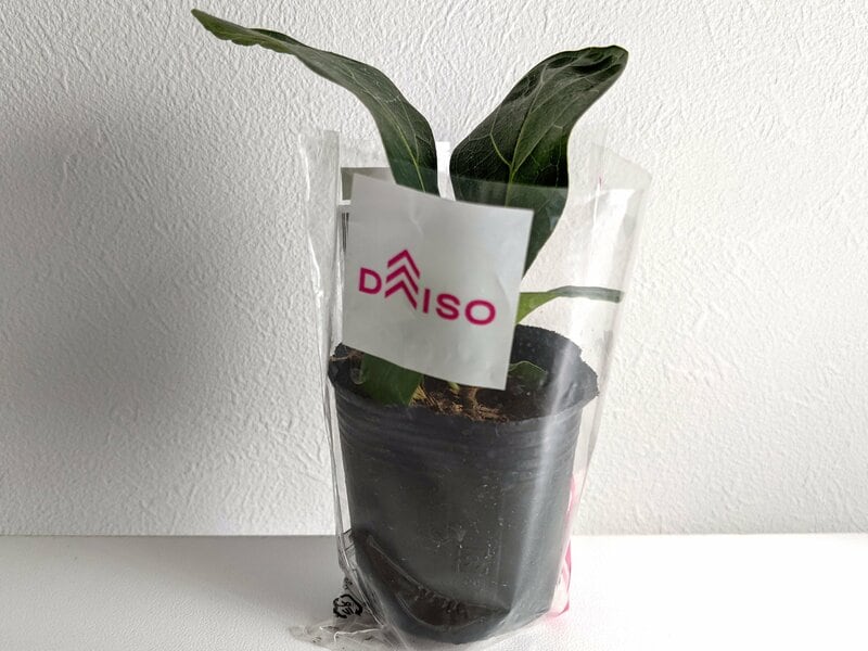 ダイソーで購入したカシワバゴムノキ筆者撮影写真